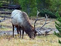 Yellowstone (44).JPG
